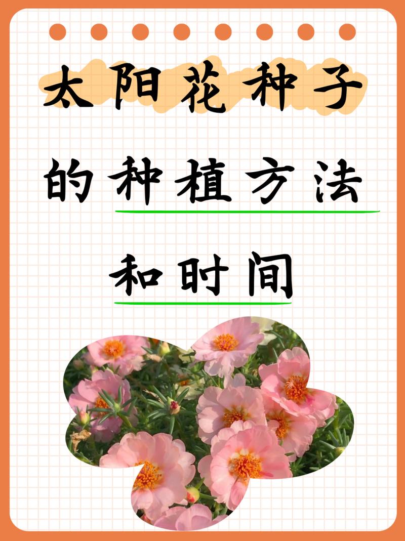 太阳花怎么种(太阳花怎么种植盆栽)-第2张图片-花花知道网 太阳花怎么种(太阳花怎么种植盆栽)-第2张图片-花花知道网