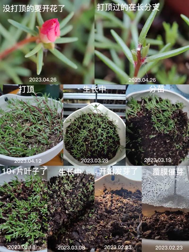 太阳花怎么种(太阳花怎么种植盆栽)-第3张图片-花花知道网 太阳花怎么种(太阳花怎么种植盆栽)-第3张图片-花花知道网