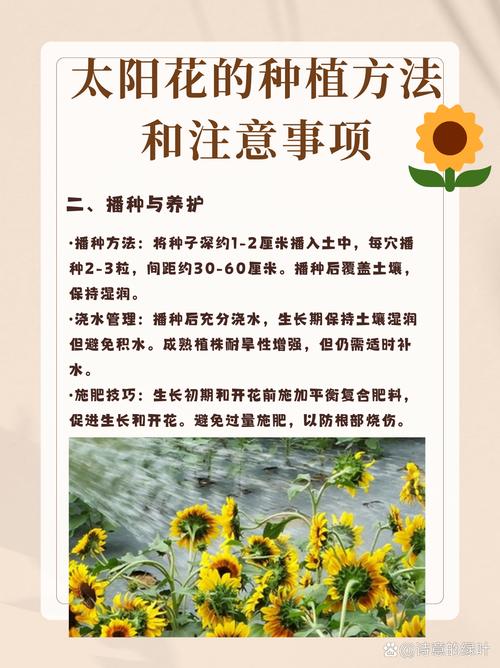 太阳花怎么种(太阳花怎么种植盆栽)-第8张图片-花花知道网 太阳花怎么种(太阳花怎么种植盆栽)-第8张图片-花花知道网
