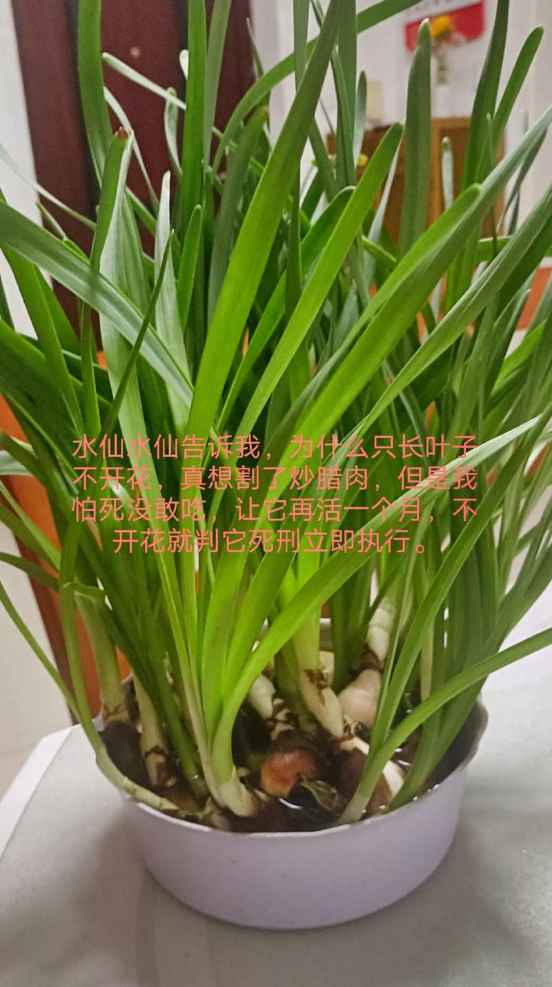 水仙花能养在家里吗(水仙花适不适合在家养?)-第1张图片-花花知道网 水仙花能养在家里吗(水仙花适不适合在家养?)-第1张图片-花花知道网