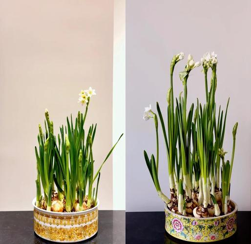 水仙花能养在家里吗(水仙花适不适合在家养?)-第2张图片-花花知道网 水仙花能养在家里吗(水仙花适不适合在家养?)-第2张图片-花花知道网