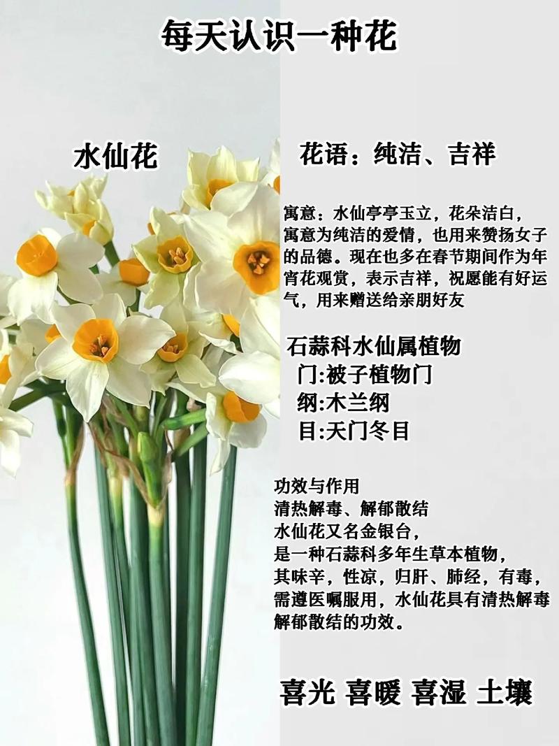 水仙花能养在家里吗(水仙花适不适合在家养?)-第4张图片-花花知道网 水仙花能养在家里吗(水仙花适不适合在家养?)-第4张图片-花花知道网