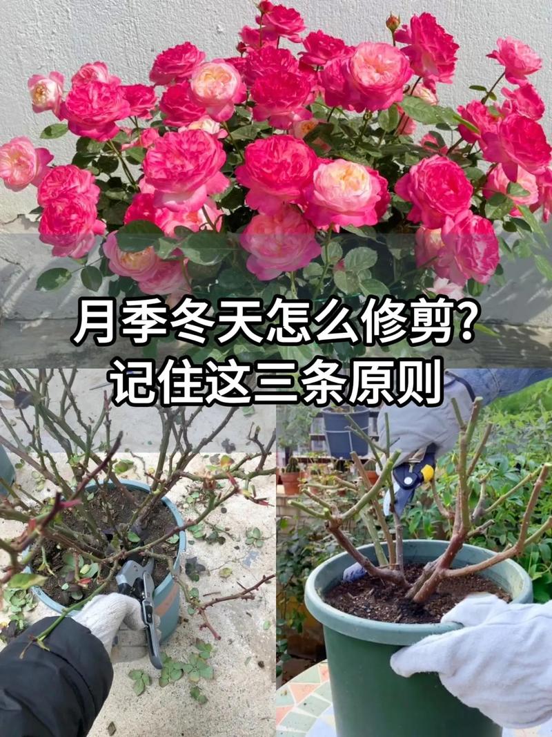 冬季鲜花养护的方法(冬季鲜花养护的方法有哪些)-第3张图片-花花知道网 冬季鲜花养护的方法(冬季鲜花养护的方法有哪些)-第3张图片-花花知道网
