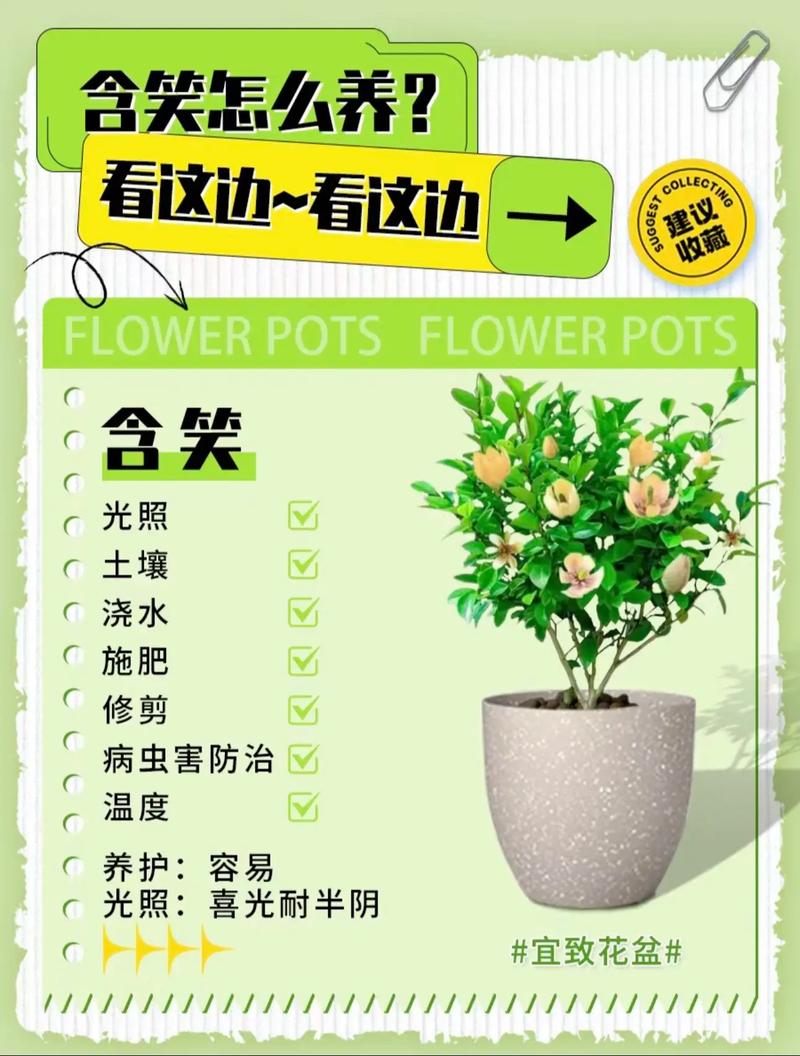 阔瓣含笑的繁殖方法(阔瓣含笑图片)-第5张图片-花花知道网 阔瓣含笑的繁殖方法(阔瓣含笑图片)-第5张图片-花花知道网