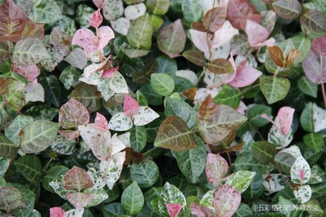 五彩络石用修剪吗(五彩络石怎么养才好看)-第3张图片-花花知道网 五彩络石用修剪吗(五彩络石怎么养才好看)-第3张图片-花花知道网