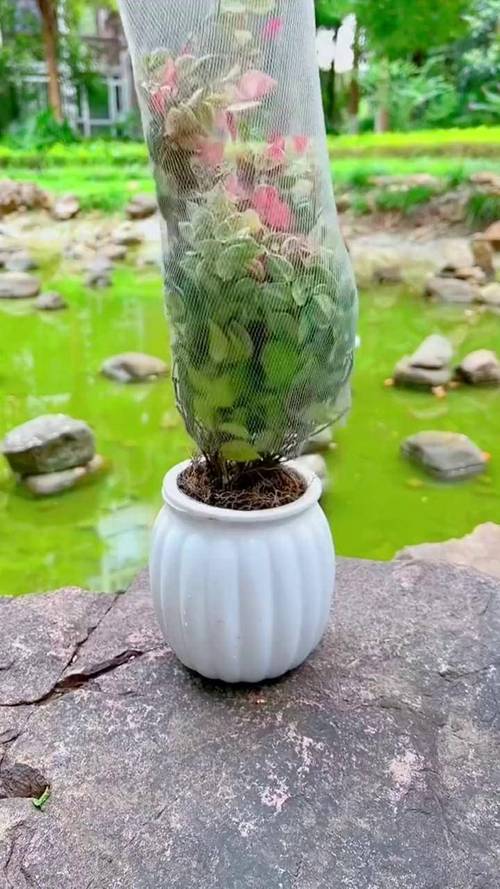 五彩络石用修剪吗(五彩络石怎么养才好看)-第4张图片-花花知道网 五彩络石用修剪吗(五彩络石怎么养才好看)-第4张图片-花花知道网