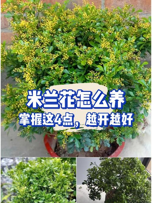 米兰怎么养长得好(米兰怎么养 盆栽)-第2张图片-花花知道网 米兰怎么养长得好(米兰怎么养 盆栽)-第2张图片-花花知道网