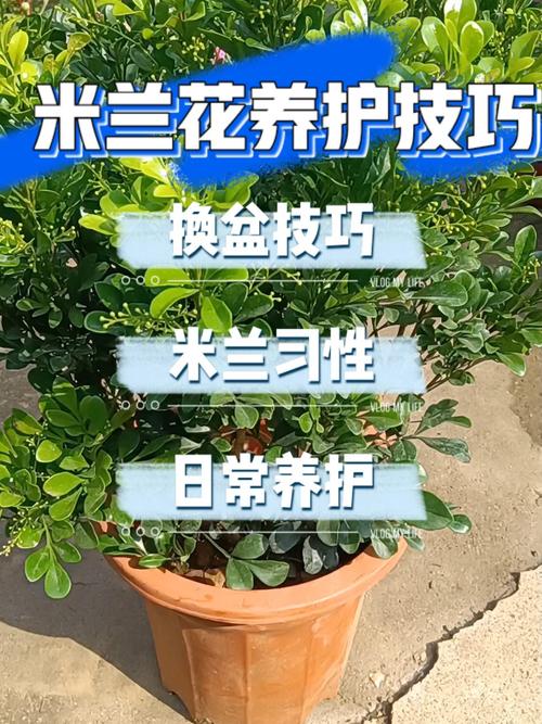 米兰怎么养长得好(米兰怎么养 盆栽)-第3张图片-花花知道网 米兰怎么养长得好(米兰怎么养 盆栽)-第3张图片-花花知道网