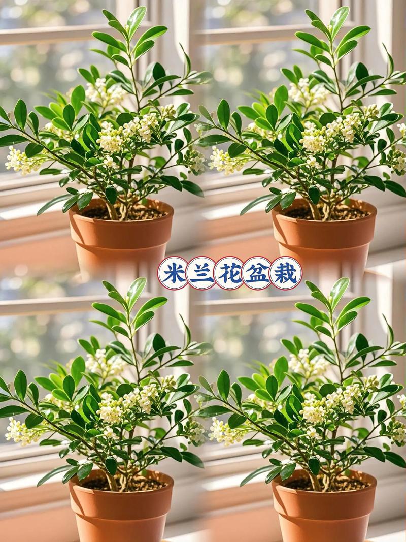 米兰怎么养长得好(米兰怎么养 盆栽)-第4张图片-花花知道网 米兰怎么养长得好(米兰怎么养 盆栽)-第4张图片-花花知道网