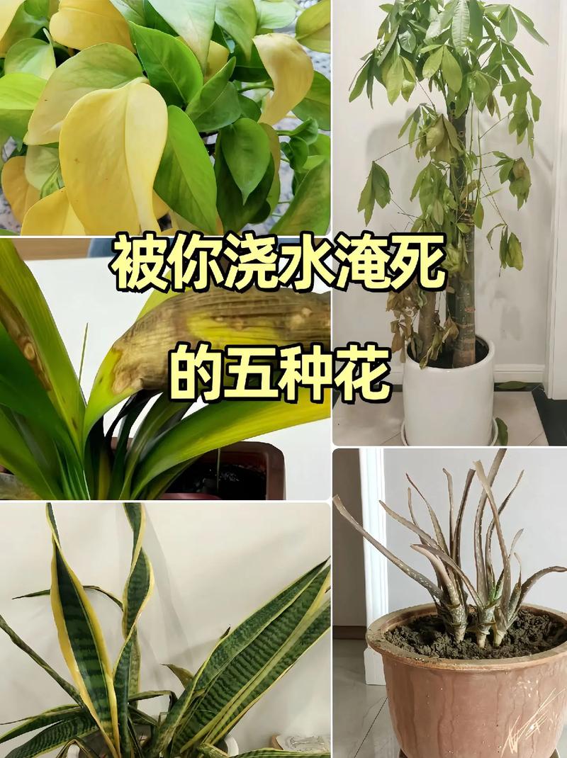这3种花最爱“喝水”(什么花喜欢水图片大全)-第3张图片-花花知道网 这3种花最爱“喝水”(什么花喜欢水图片大全)-第3张图片-花花知道网