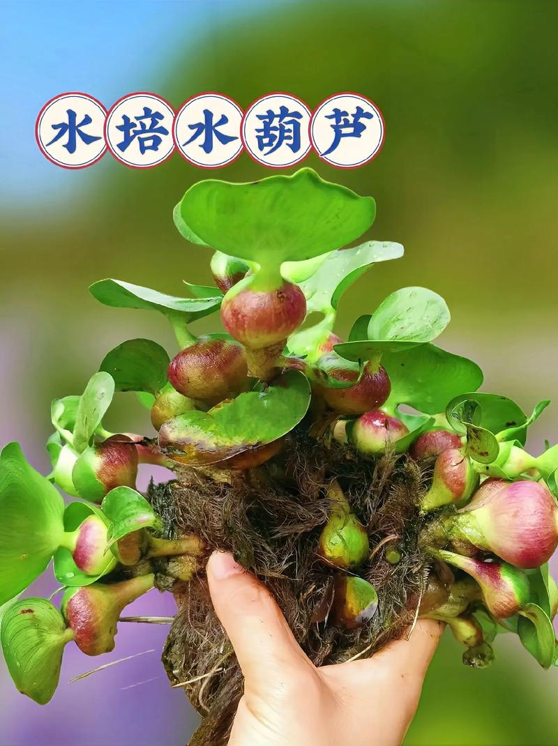 这3种花最爱“喝水”(什么花喜欢水图片大全)-第5张图片-花花知道网 这3种花最爱“喝水”(什么花喜欢水图片大全)-第5张图片-花花知道网