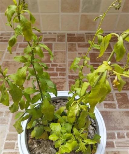 这3种花最爱“喝水”(什么花喜欢水图片大全)-第6张图片-花花知道网 这3种花最爱“喝水”(什么花喜欢水图片大全)-第6张图片-花花知道网