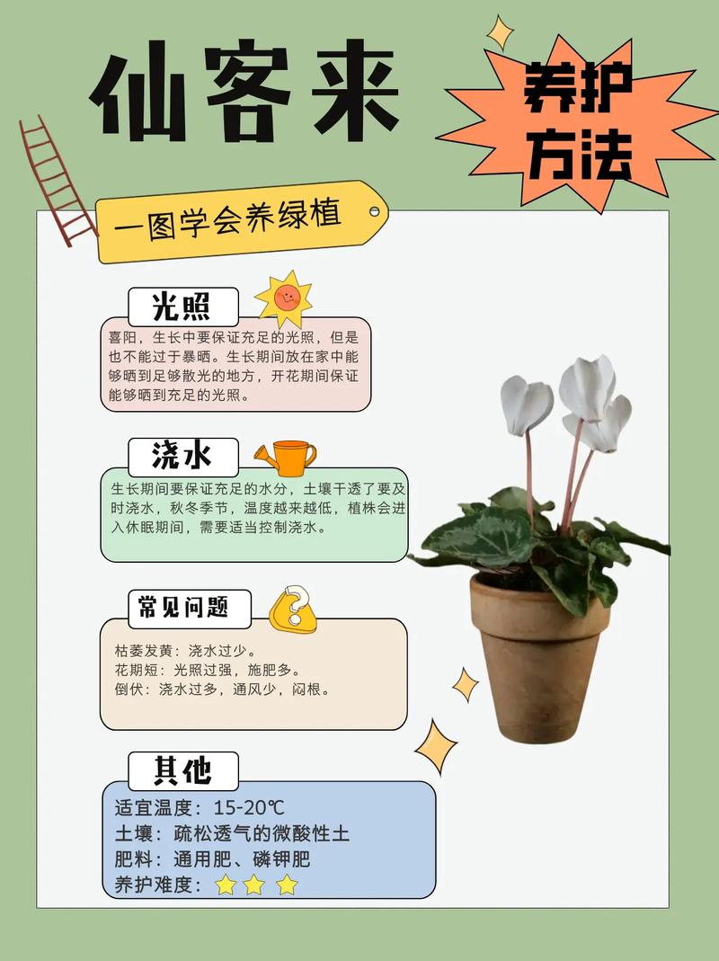 仙客来秋天怎么养(仙客来立秋以后怎么养护)-第1张图片-花花知道网 仙客来秋天怎么养(仙客来立秋以后怎么养护)-第1张图片-花花知道网
