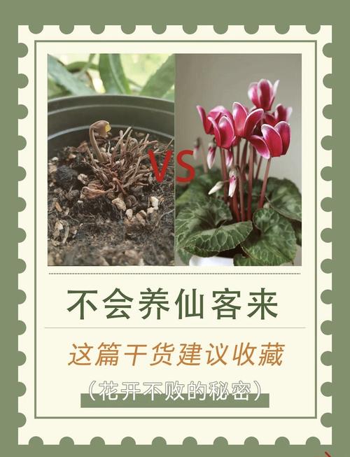 仙客来秋天怎么养(仙客来立秋以后怎么养护)-第5张图片-花花知道网 仙客来秋天怎么养(仙客来立秋以后怎么养护)-第5张图片-花花知道网