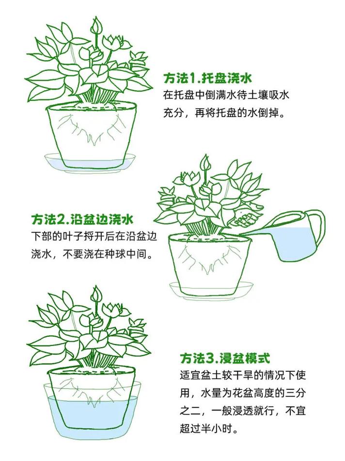 仙客来秋天怎么养(仙客来立秋以后怎么养护)-第7张图片-花花知道网 仙客来秋天怎么养(仙客来立秋以后怎么养护)-第7张图片-花花知道网
