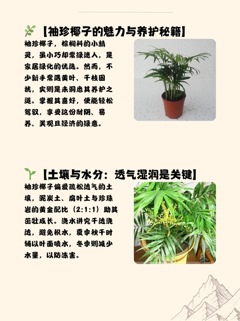 袖珍椰子怎么过冬(袖珍椰子过冬会冻死吗)-第2张图片-花花知道网 袖珍椰子怎么过冬(袖珍椰子过冬会冻死吗)-第2张图片-花花知道网