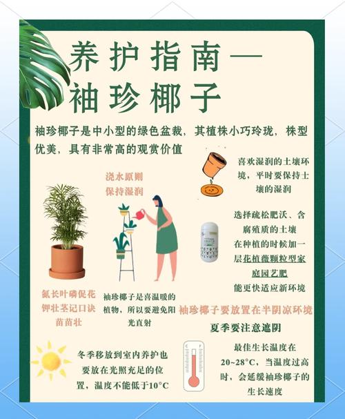 袖珍椰子怎么过冬(袖珍椰子过冬会冻死吗)-第4张图片-花花知道网 袖珍椰子怎么过冬(袖珍椰子过冬会冻死吗)-第4张图片-花花知道网