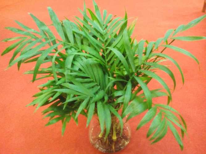 袖珍椰子怎么过冬(袖珍椰子过冬会冻死吗)-第6张图片-花花知道网 袖珍椰子怎么过冬(袖珍椰子过冬会冻死吗)-第6张图片-花花知道网