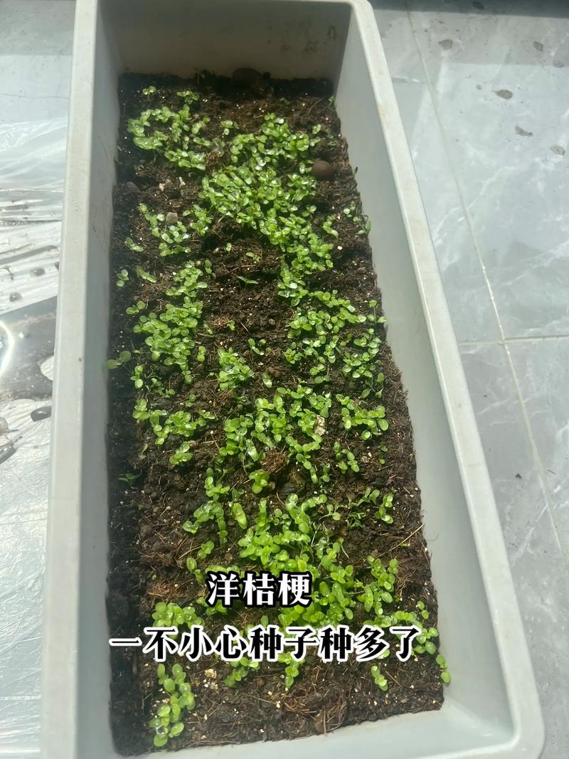 玫瑰洋桔梗···鲜花也能扦插(玫瑰花和洋桔梗怎么插)-第4张图片-花花知道网 玫瑰洋桔梗···鲜花也能扦插(玫瑰花和洋桔梗怎么插)-第4张图片-花花知道网