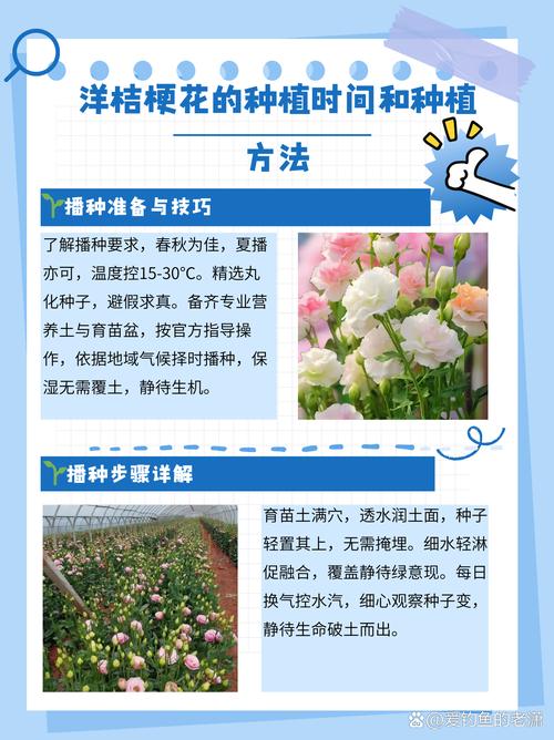 玫瑰洋桔梗···鲜花也能扦插(玫瑰花和洋桔梗怎么插)-第6张图片-花花知道网 玫瑰洋桔梗···鲜花也能扦插(玫瑰花和洋桔梗怎么插)-第6张图片-花花知道网