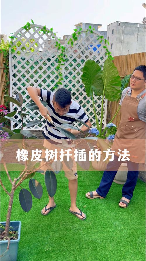 怎么让橡皮树长粗(怎么让橡皮树长粗一点)-第2张图片-花花知道网 怎么让橡皮树长粗(怎么让橡皮树长粗一点)-第2张图片-花花知道网