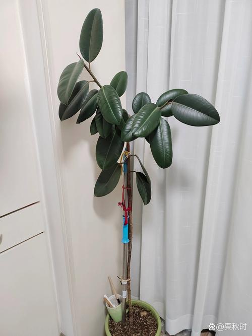怎么让橡皮树长粗(怎么让橡皮树长粗一点)-第4张图片-花花知道网 怎么让橡皮树长粗(怎么让橡皮树长粗一点)-第4张图片-花花知道网