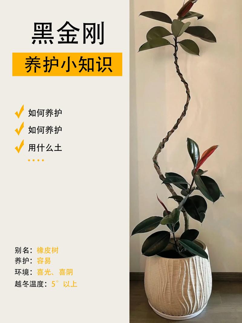 怎么让橡皮树长粗(怎么让橡皮树长粗一点)-第5张图片-花花知道网 怎么让橡皮树长粗(怎么让橡皮树长粗一点)-第5张图片-花花知道网