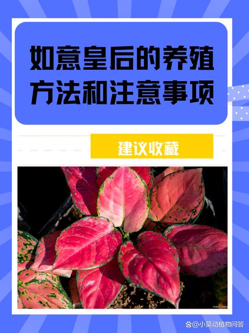 如意皇后怎么浇水(如意皇后浇水多久浇一次)-第1张图片-花花知道网 如意皇后怎么浇水(如意皇后浇水多久浇一次)-第1张图片-花花知道网