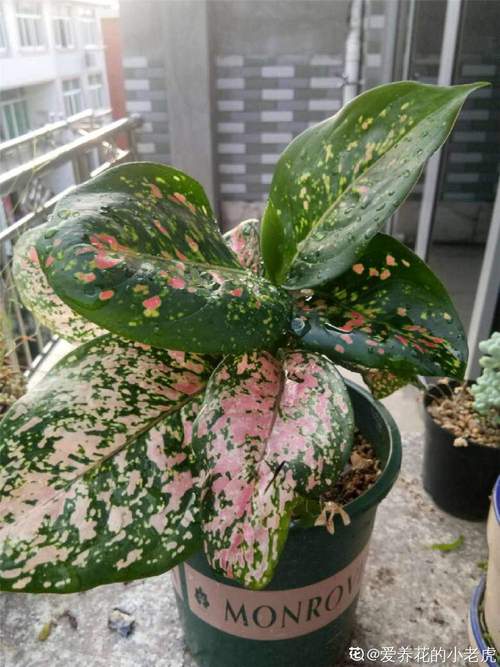 如意皇后怎么浇水(如意皇后浇水多久浇一次)-第2张图片-花花知道网 如意皇后怎么浇水(如意皇后浇水多久浇一次)-第2张图片-花花知道网
