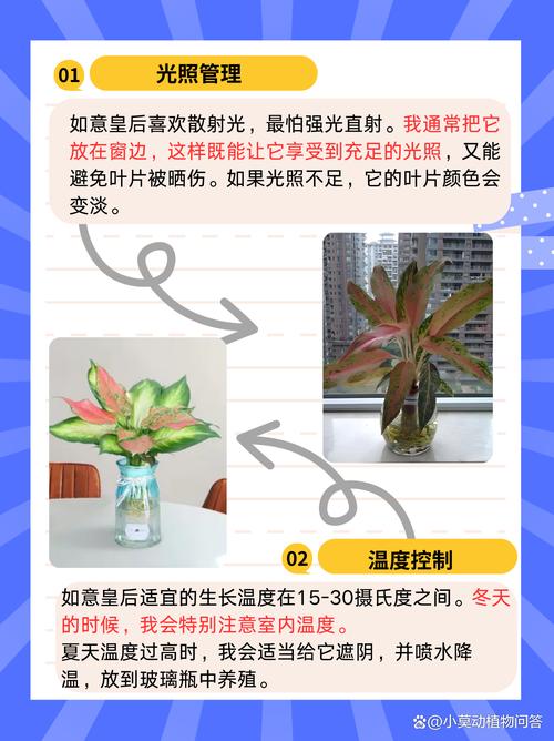 如意皇后怎么浇水(如意皇后浇水多久浇一次)-第4张图片-花花知道网 如意皇后怎么浇水(如意皇后浇水多久浇一次)-第4张图片-花花知道网