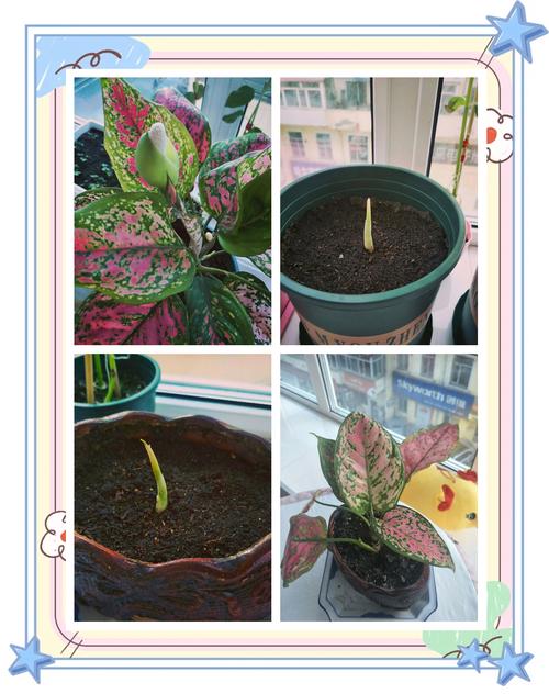 如意皇后怎么浇水(如意皇后浇水多久浇一次)-第5张图片-花花知道网 如意皇后怎么浇水(如意皇后浇水多久浇一次)-第5张图片-花花知道网
