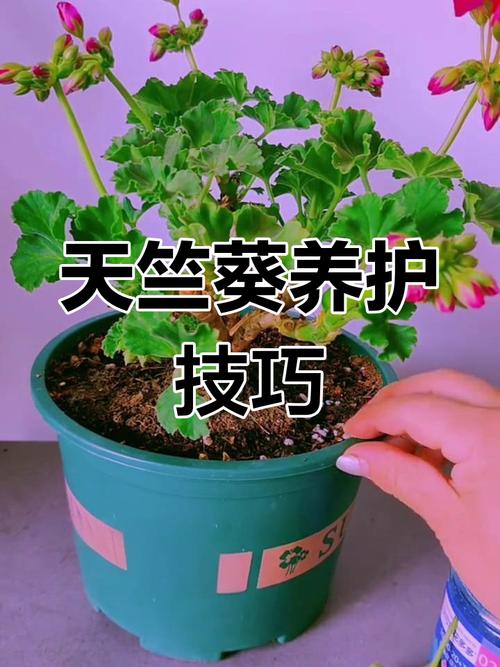 天竺葵花开败了怎么办(天竺葵花开败了怎么弄是直接修剪吗)-第1张图片-花花知道网 天竺葵花开败了怎么办(天竺葵花开败了怎么弄是直接修剪吗)-第1张图片-花花知道网