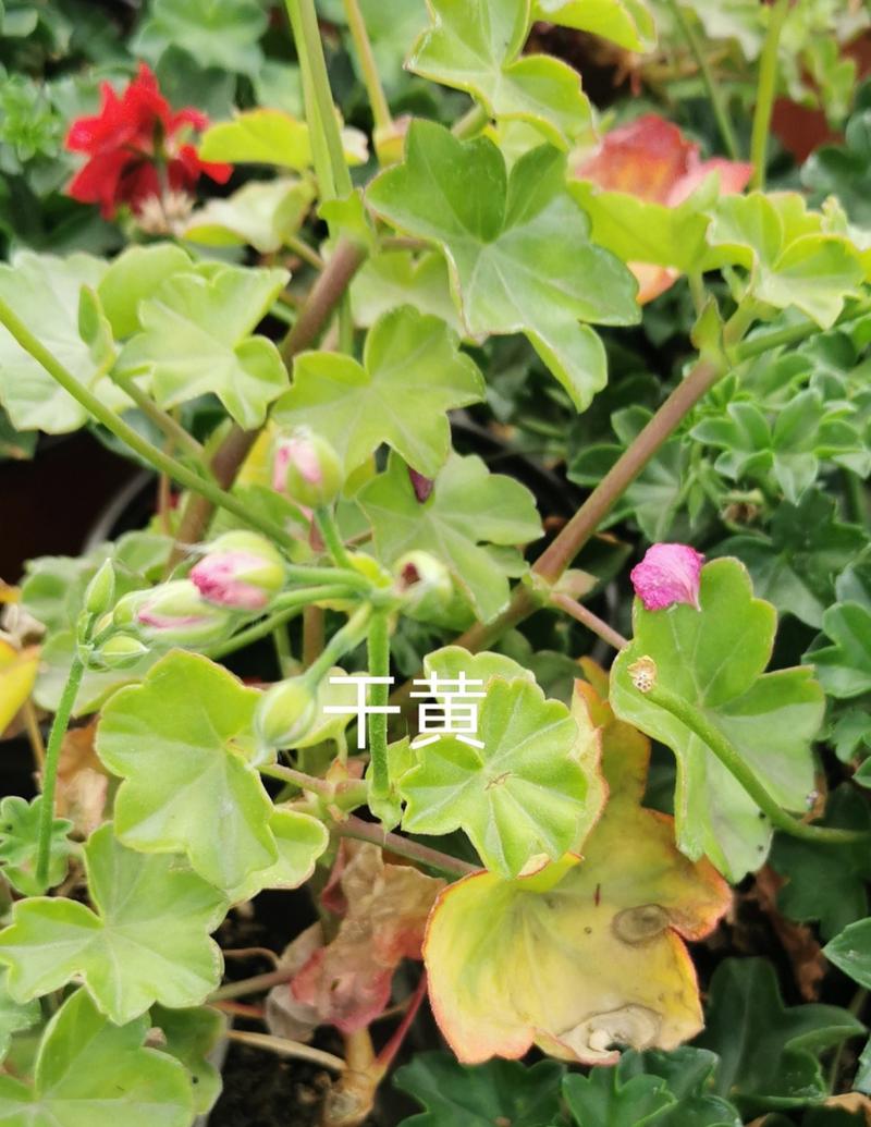 天竺葵花开败了怎么办(天竺葵花开败了怎么弄是直接修剪吗)-第2张图片-花花知道网 天竺葵花开败了怎么办(天竺葵花开败了怎么弄是直接修剪吗)-第2张图片-花花知道网