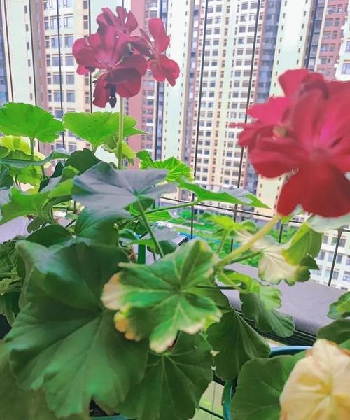 天竺葵花开败了怎么办(天竺葵花开败了怎么弄是直接修剪吗)-第3张图片-花花知道网 天竺葵花开败了怎么办(天竺葵花开败了怎么弄是直接修剪吗)-第3张图片-花花知道网