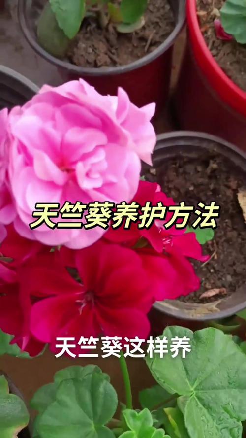 天竺葵花开败了怎么办(天竺葵花开败了怎么弄是直接修剪吗)-第4张图片-花花知道网 天竺葵花开败了怎么办(天竺葵花开败了怎么弄是直接修剪吗)-第4张图片-花花知道网