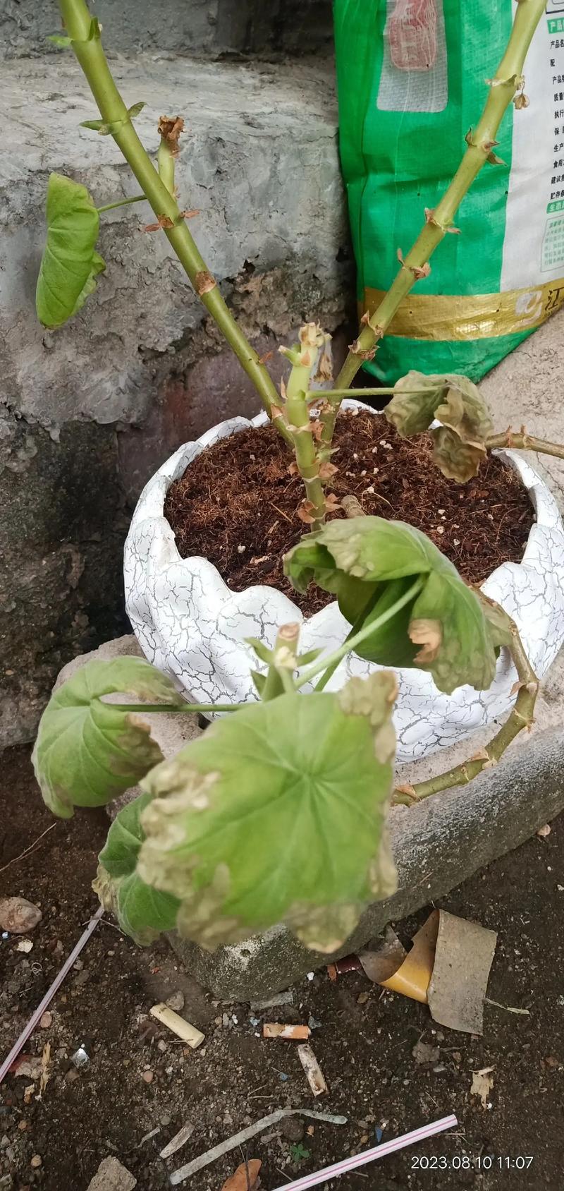 天竺葵花开败了怎么办(天竺葵花开败了怎么弄是直接修剪吗)-第6张图片-花花知道网 天竺葵花开败了怎么办(天竺葵花开败了怎么弄是直接修剪吗)-第6张图片-花花知道网
