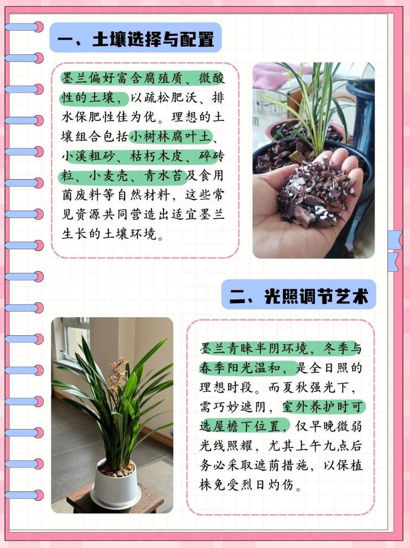 墨兰种子怎么种(墨兰的种子要多久成熟)-第1张图片-花花知道网 墨兰种子怎么种(墨兰的种子要多久成熟)-第1张图片-花花知道网