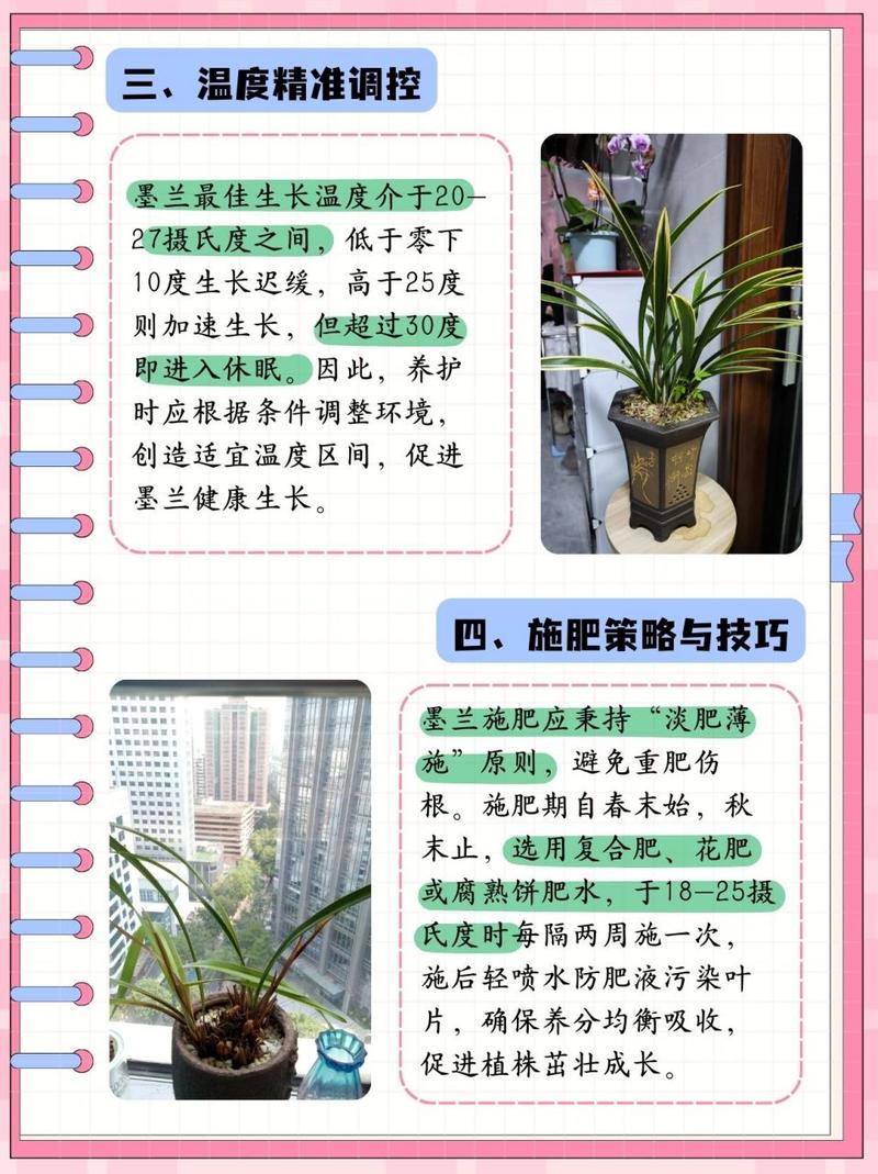 墨兰种子怎么种(墨兰的种子要多久成熟)-第6张图片-花花知道网 墨兰种子怎么种(墨兰的种子要多久成熟)-第6张图片-花花知道网