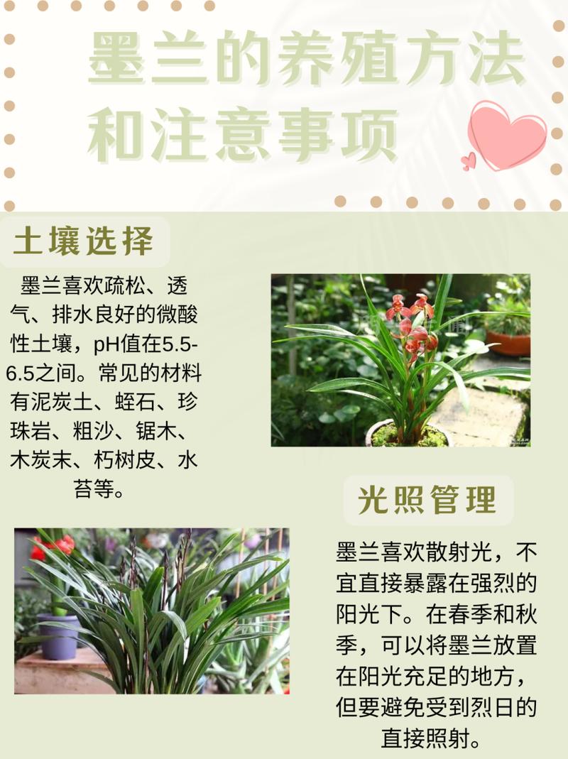 墨兰种子怎么种(墨兰的种子要多久成熟)-第8张图片-花花知道网 墨兰种子怎么种(墨兰的种子要多久成熟)-第8张图片-花花知道网