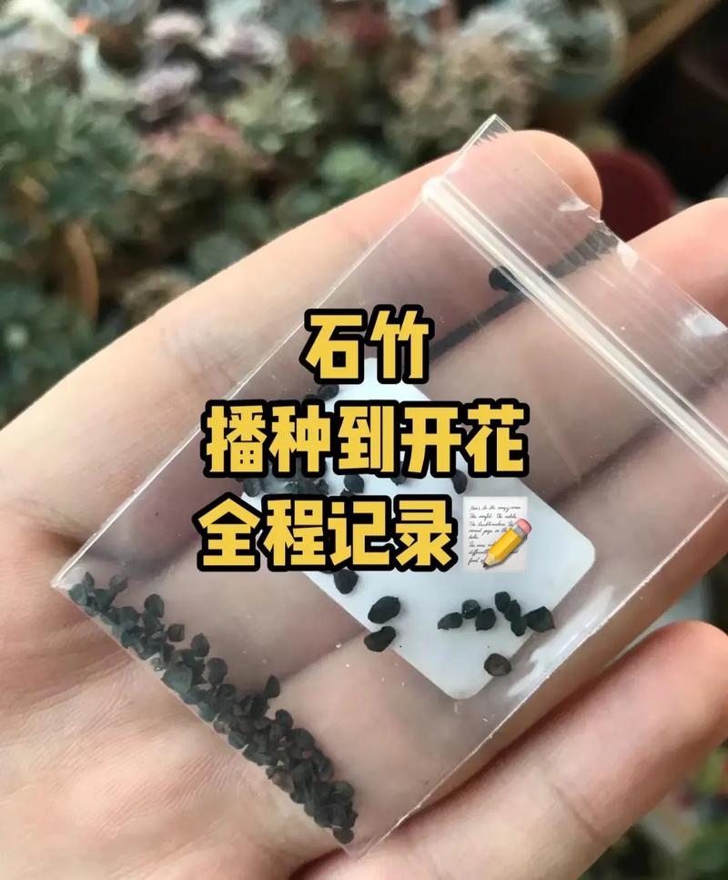 常夏石竹怎么繁殖(常夏石竹夏季养护)-第2张图片-花花知道网 常夏石竹怎么繁殖(常夏石竹夏季养护)-第2张图片-花花知道网