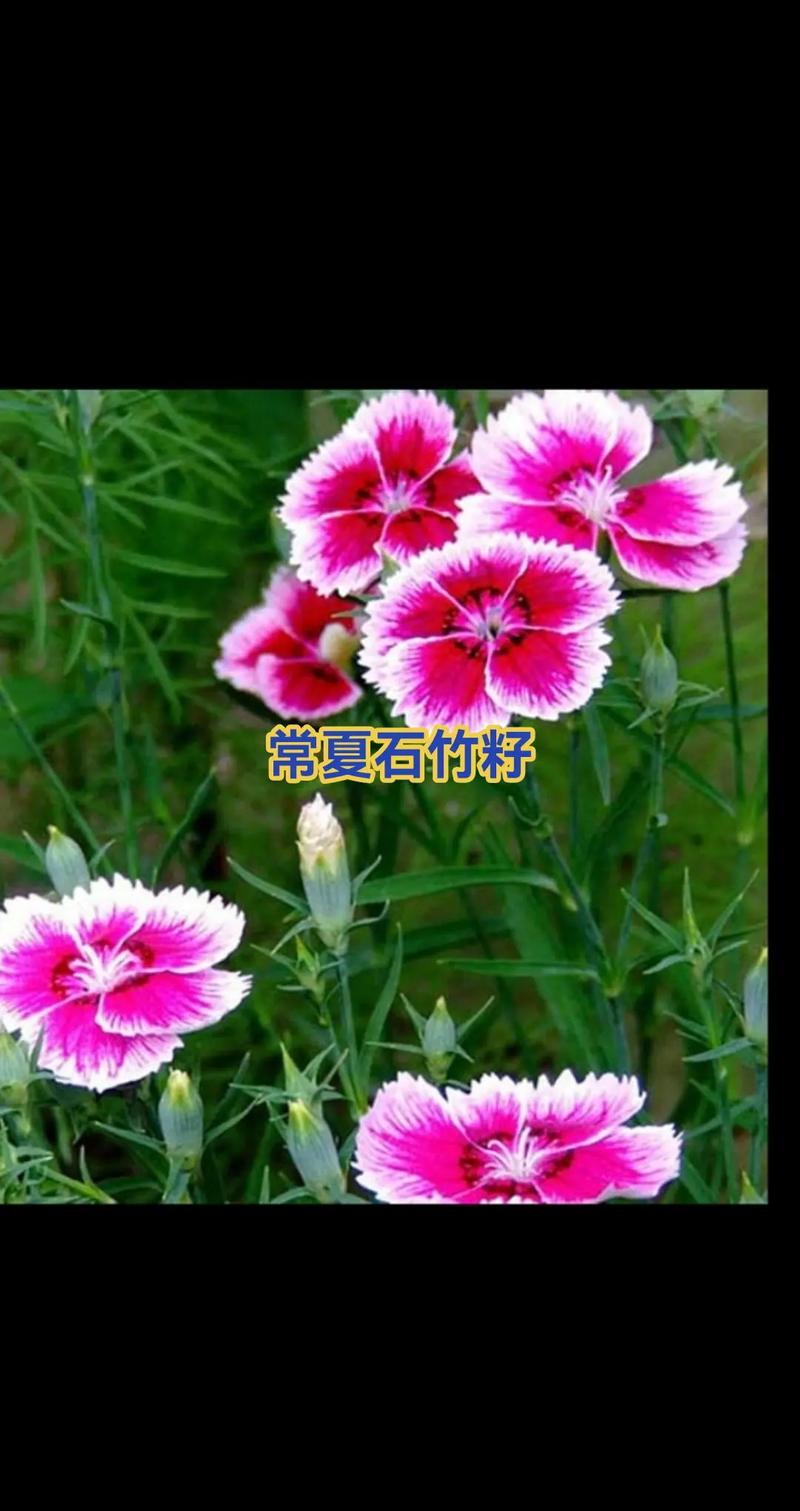 常夏石竹怎么繁殖(常夏石竹夏季养护)-第4张图片-花花知道网 常夏石竹怎么繁殖(常夏石竹夏季养护)-第4张图片-花花知道网