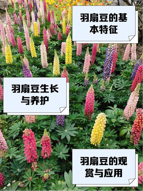 羽扇豆秋天怎么养(羽扇豆怎么种植)-第4张图片-花花知道网 羽扇豆秋天怎么养(羽扇豆怎么种植)-第4张图片-花花知道网