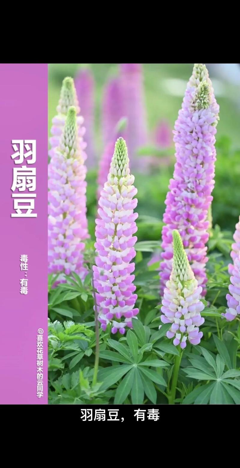羽扇豆秋天怎么养(羽扇豆怎么种植)-第6张图片-花花知道网 羽扇豆秋天怎么养(羽扇豆怎么种植)-第6张图片-花花知道网