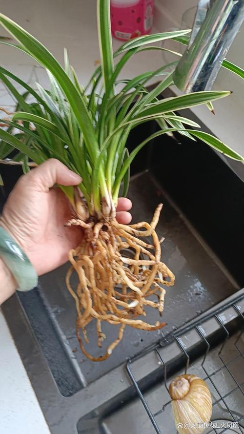 兰花根太多怎么分株(兰花花根)-第1张图片-花花知道网 兰花根太多怎么分株(兰花花根)-第1张图片-花花知道网