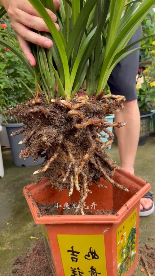 兰花根太多怎么分株(兰花花根)-第3张图片-花花知道网 兰花根太多怎么分株(兰花花根)-第3张图片-花花知道网