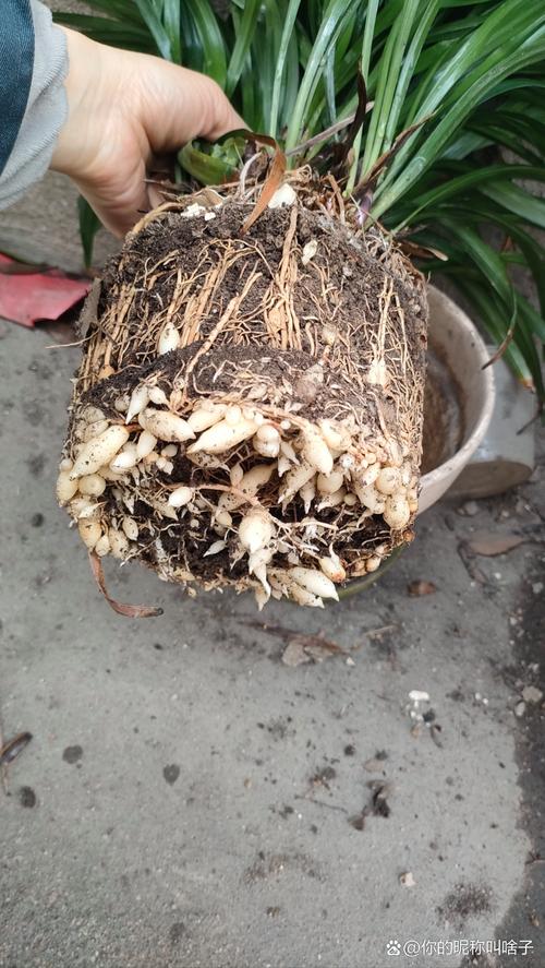 兰花根太多怎么分株(兰花花根)-第6张图片-花花知道网 兰花根太多怎么分株(兰花花根)-第6张图片-花花知道网