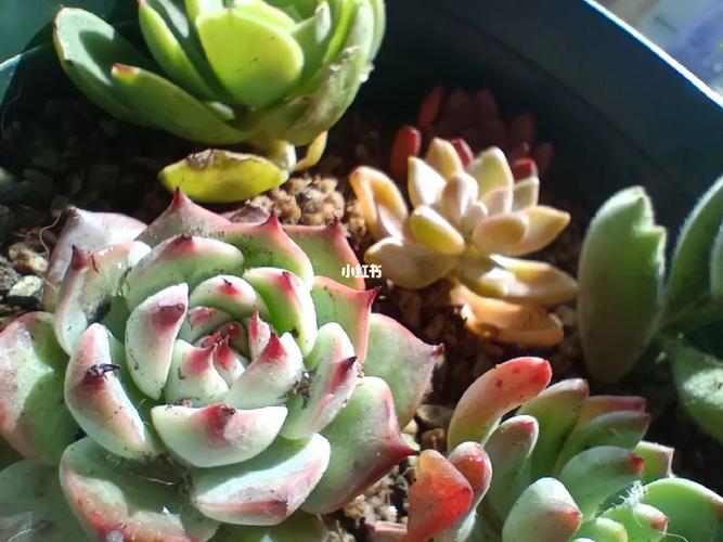 浇水时多做1件事(我想问一下浇水)-第5张图片-花花知道网 浇水时多做1件事(我想问一下浇水)-第5张图片-花花知道网