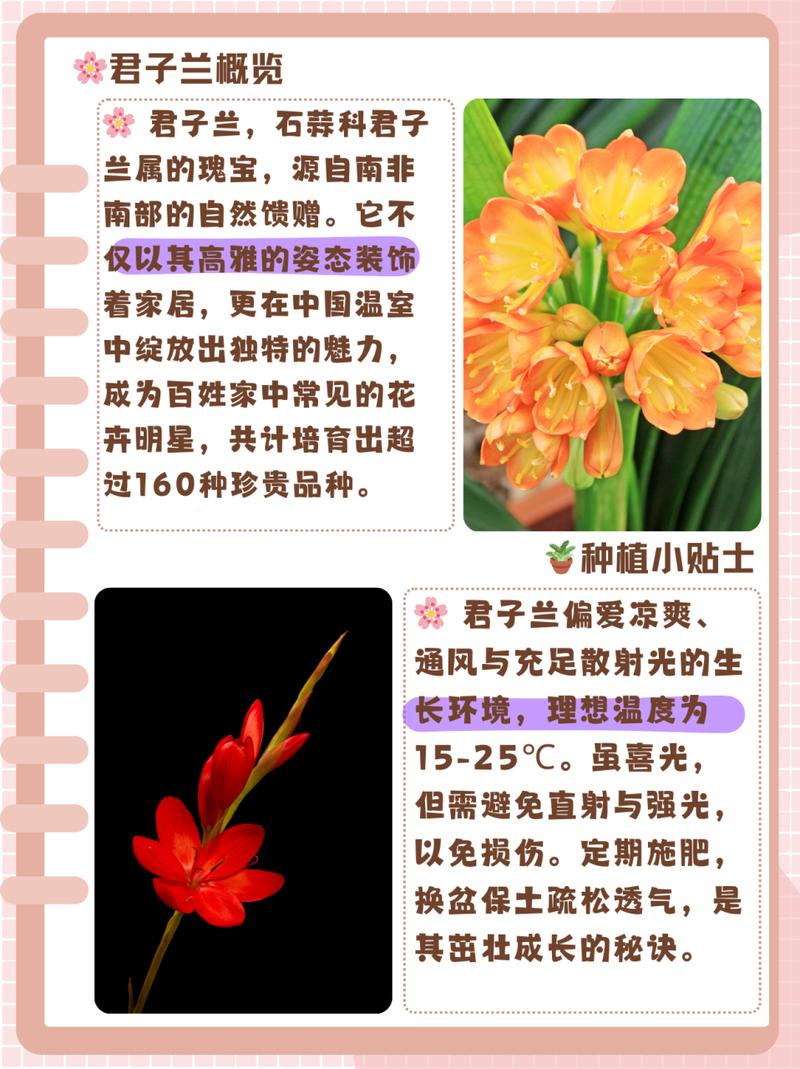 君子兰春天这么养(君子兰春季怎么养)-第3张图片-花花知道网 君子兰春天这么养(君子兰春季怎么养)-第3张图片-花花知道网