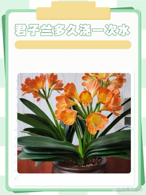 君子兰春天这么养(君子兰春季怎么养)-第4张图片-花花知道网 君子兰春天这么养(君子兰春季怎么养)-第4张图片-花花知道网