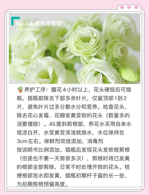 洋桔梗的养殖方法和注意事项(洋桔梗的养殖方法和注意事项有哪些)-第4张图片-花花知道网 洋桔梗的养殖方法和注意事项(洋桔梗的养殖方法和注意事项有哪些)-第4张图片-花花知道网